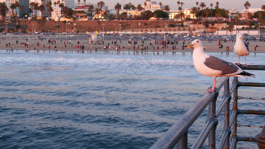 莫妮卡加州夏季海滩美学 粉红色的日落 码头栏杆上可爱有趣的海鸥 海浪 散焦的人和海滨周末别墅 紫色日落 圣莫尼卡洛杉矶 CA 美国海鸟背景
