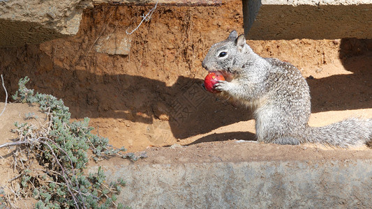 加利福尼亚地松鼠好玩的西方高清图片
