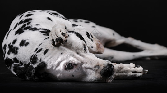 Dalmatian 狗与腿躺在头上头部被白背景孤立背景图片