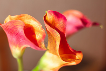 一束美丽的鲜鲜花 红色的百合丽花背景图片