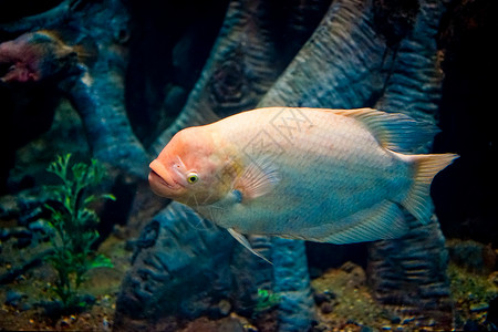 藻类和其他物种鱼类大型水族馆中的海洋鱼类种类示范动物冷血动物群背景