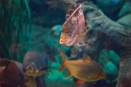 藻类和其他物种鱼类大型水族馆中的海洋鱼类冷血动物群种类示范动物背景图片