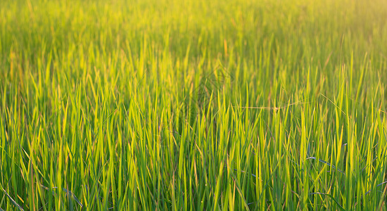 清晨稻田 阳光照耀过种子生长背景草地金子农场农业叶子植物植物群背景图片