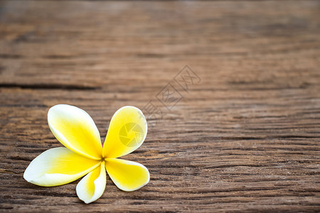 假期余额不足白色黄花羽花和声剪纸按摩浪漫史疗法海洋沉思鸡蛋花框架热带背景