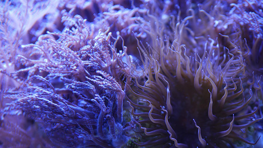 紫色鱼水族馆中的软珊瑚 在清澈湛蓝的海水中特写 Anthelia 和 Euphyllia 珊瑚 海洋水下生物 紫色自然背景 复制空间选背景
