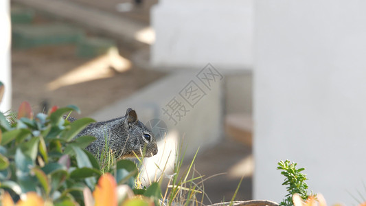 加利福尼亚地松鼠流行的西方高清图片