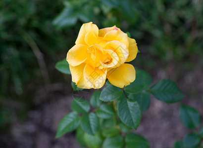 在花园里盛开的金黄玫瑰植物园植物衬套植物群花瓣花坛黄色绿色背景图片