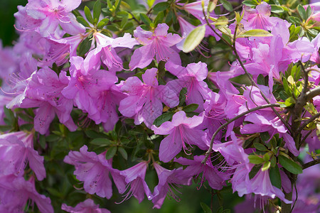 花香背景 在布什的罗多登登山上 有很多粉红色花朵高清图片