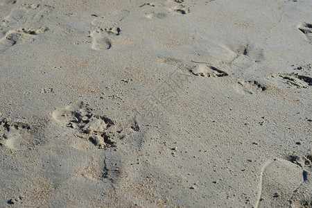 沙土的自然背景和人脚的印迹脚印沙滩足迹假期海滩人类背景图片