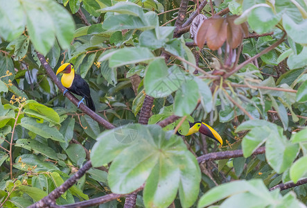 在树上拍了两只小木马的好照片 科斯塔里卡动物雨林黄色绿色森林羽毛热带植被下颚探索背景图片