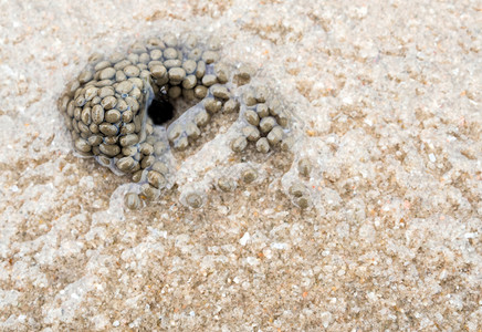 beac 上的沙砾和碎贝壳的小碎片热带地面墙纸海岸海岸线珊瑚石头碎石海洋背景图片