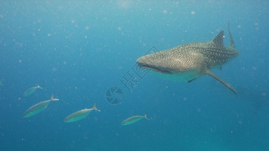 奥斯洛布海洋中的鲸鱼鲨鱼游泳野生动物异国情调动物群鲸鲨热带蓝色动物潜水背景