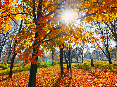 秋秋秋秋瀑布景象树蓝色叶子池塘旅行反射场景树木太阳阳光公园背景图片