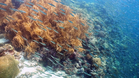 浅滩鲦鱼水下美丽高清图片