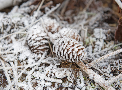 地面霜关于在森林地板上冷冻松锥的森林林地白色地面冰柱农村环境松果季节风景背景