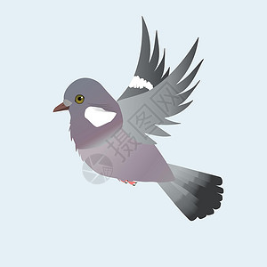 在飞行中鸟飞翔的普通木鸽插画