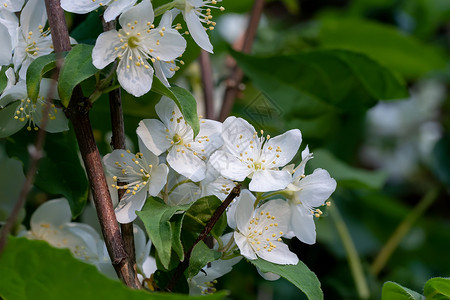 装饰植物(称为甜制假橙子或英式狗木)的白花和绿叶背景