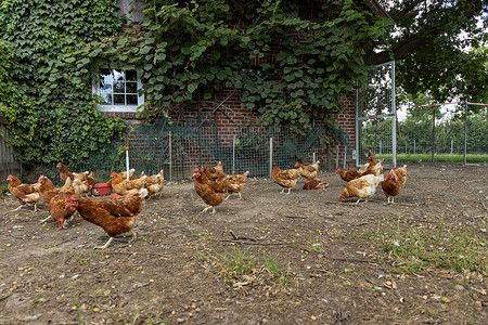 德国一个乡村农场的家禽德国 野鸡农业鸡舍公鸡房子草地母鸡羽毛动物生产生物背景图片