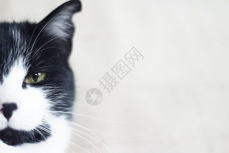 患有免疫机能丧失综合症的黑猫和白猫宠物脊椎动物小猫肠炎猫咪呼吸黑色黄色哺乳动物动物背景图片
