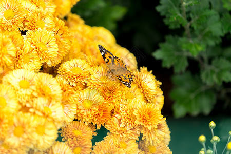 明亮的黄色菊花的自然环境背景植物群动物群蝴蝶花朵植物花束昆虫背景图片