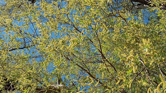 春初柳树刷 树枝上的黄花纹 背景 自然图案风景植物园艺季节枝条花园柳条白柳柳枝平衡背景图片