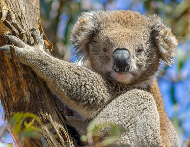 澳大利亚的一棵树上的Koala背景图片