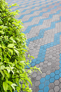 观赏树的小叶子和混凝土砌块地板人行道植物铺路地面石头平铺花园绿色背景图片