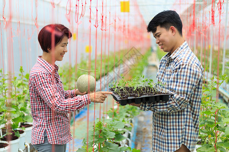 农民在温室里携带瓜苗托盘农场产业树苗控制园艺花园植物检查工人施肥背景图片