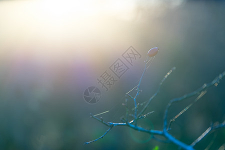 野生的树枝在柔软蓝灰色背景下反转阳光灌木背光灯光水果季节植物背景图片