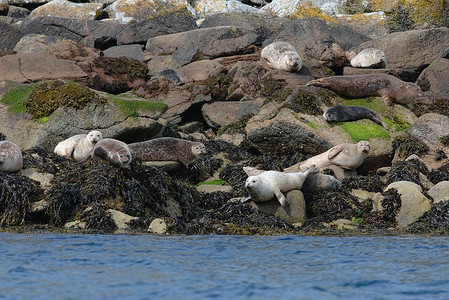 动物科幻素材在岩石岛上以不同方式形成的 科幻海豹群背景