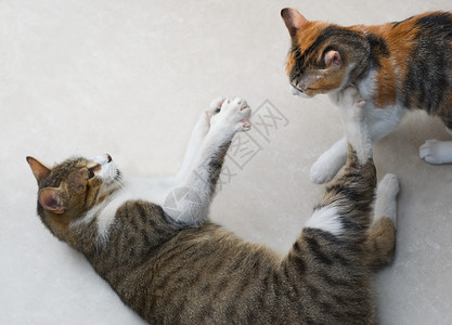 社会群猫素材两只小猫 混合种猫 在地上打斗制度行为社会宠物等级混种动物地面攻击爪子背景