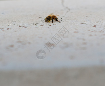蜜蜂在白石膏表面 有大负空间的蜜蜂 非常接近漏洞传粉者元素动物翅膀宏观背景图片