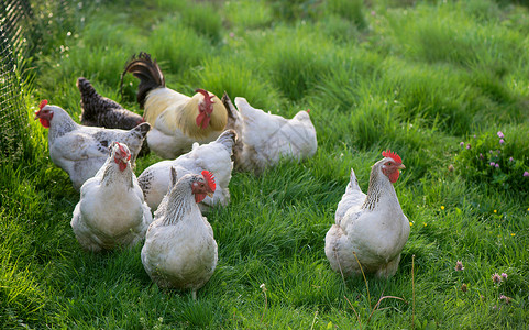 公鸡和小鸡 散养公鸡和母鸡健康梳子农家院鸟类女性场地农场环境翅膀动物背景图片