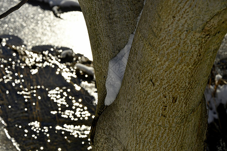 雪在树枝叉上 有小溪的太阳反射黑色白色晴天季节背景反省背景图片