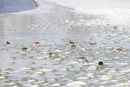 北风菌雪地和冰上的灰鹅 在霍兰河风水的洪流上航班水禽日落荒野鸟类动物羽毛北风移民天空背景