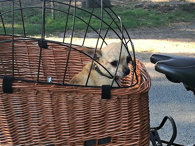 自行车篮子里的小奇瓦瓦狗背景图片