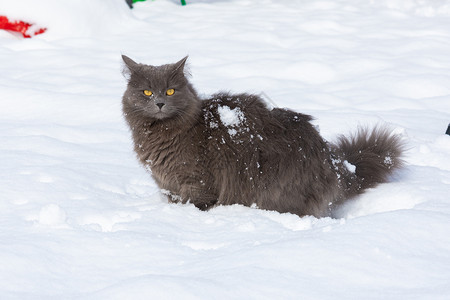 一只有趣的家居黑灰猫 站在雪地上背景图片