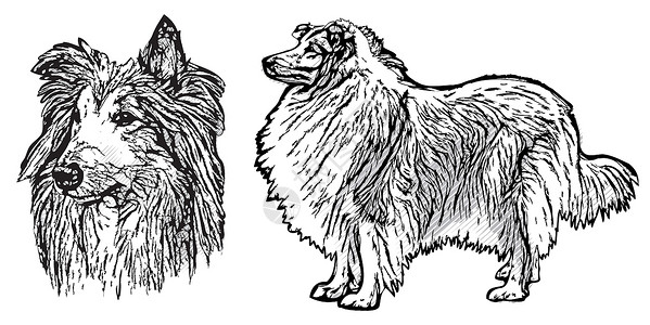 苏格兰牧羊犬它制作图案矢量图哺乳动物犬类恋人头发白色黑貂牧羊犬宠物陨石色牧羊人插画