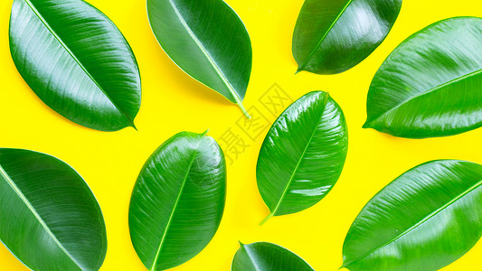 黄色背景中的橡胶植物叶子背景图片
