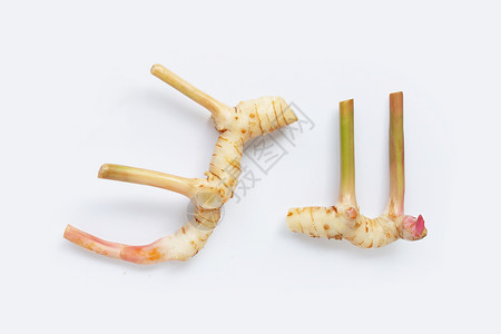 姜根茎白色的新鲜加兰格勒孤立药品烹饪植物热带蔬菜小吃美食食物根茎草药背景