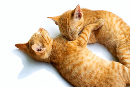 两只姜猫两只猫睡在白色背景上虎斑眼睛爪子情绪蓝色哺乳动物猫咪宠物毛皮谎言背景
