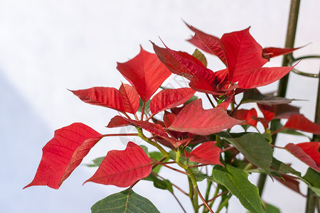 在浅色背景上种植家庭植物的盆栽 有红色和绿色叶子的植物植物学树叶框架架子热带生长季节背景图片