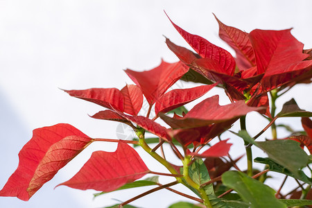 在浅色背景上种植家庭植物的盆栽 有红色和绿色叶子的植物植物学架子季节生长框架树叶热带背景图片