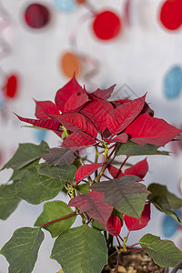 在浅色背景上种植家庭植物的盆栽 有红色和绿色叶子的植物季节框架架子热带植物学树叶生长背景图片