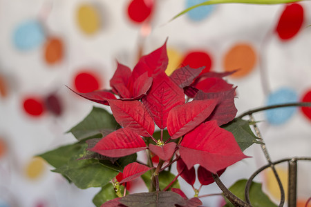 在浅色背景上种植家庭植物的盆栽 有红色和绿色叶子的植物生长植物学框架季节架子热带树叶背景图片