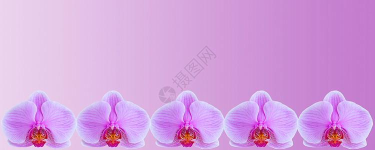 紫色有光带用于明信片和图形作品的紫兰花背景复杂 Banner 全景有文字空间花园花瓣植物紫色横幅植物群兰花压痛背景