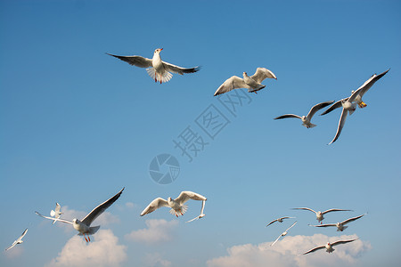 海鸥在天空中飞 海鸥作为背景在天空中飞行荒野自由鸟类动物海洋羽毛生态环境航班翅膀背景图片