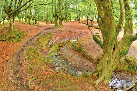 受保护的林地欧洲木头高清图片