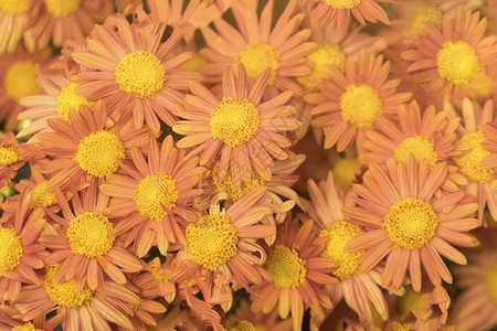 美丽的菊花 橙色植物植物群橙子花瓣植被背景图片