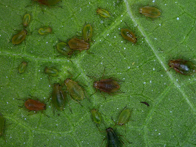 虱子在一流的树叶上宏观叶子绿色动物群动物团体昆虫害虫背景图片